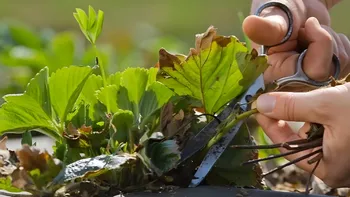 Aiemmin marjoja oli vähän, isoisäni agronomi kertoi minulle, kuinka "mansikan lehtiä leikataan". Tein sen ohjeen mukaan (marjoja oli 2 kertaa enemmän)