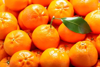 How to Know Sweet and Tasty Mandarins: Don't Spend on Those Sour and Full Ponds, tunnetuin esittäjä heidän